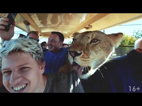 Экскурсия в сафари парк Тайган  Парк львов Тайган в Крыму  Олег Зубков и его львы