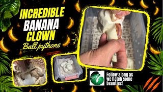 Player Profile Hatching Banana Clown Ball Pythons! 