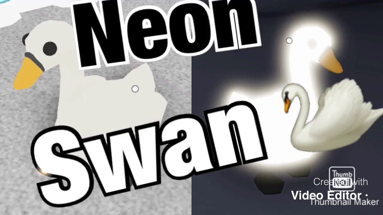 Roblox Adopt Me Making A Neon Swan Youtube - pet neon fly ride polar bear and swan adopt me roblox in