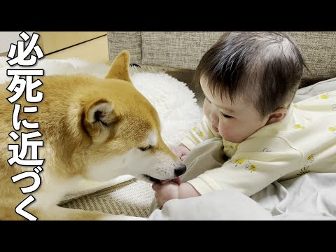 柴犬に近づきたくて必死になる生後7ヶ月の赤ちゃん