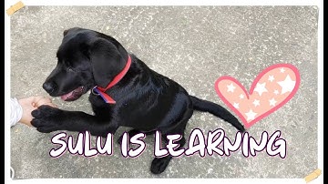 SULU IS LEARNING | Labrador Puppy Learning and Performing Training Commands Compilation | Hindi