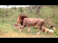 Big male lion walking next to the OSV near croc bridge in KNP.