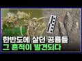 "놀라운 것이 발견되다" 한반도의 공룡을 찾아서! 그 흔적을 쫓다 [반복재생] / YTN 사이언스