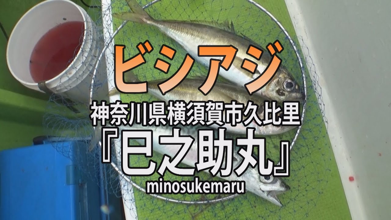 東京湾の ビシ アジ釣り 大型アジ サバのチャンス到来 オフショアマガジン 釣りビジョン