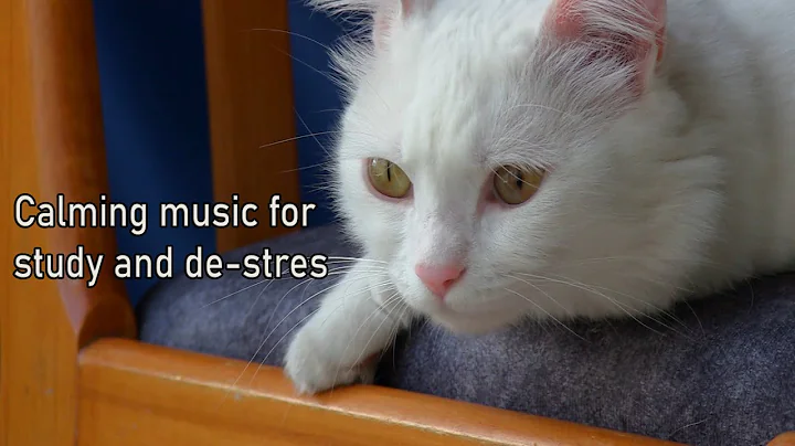 Video 2422461: coon turkish angora manx, turkish angora manx cat, cornish rex manx cat, angora manx cat munchkin, rex manx cat american, american bobtail siamese cat, curl american bobtail siamese, maine coon turkish angora