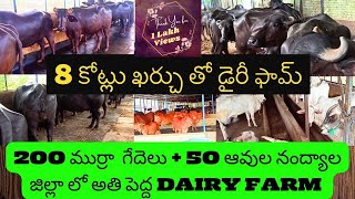 200 ముర్రా జాతి గేదెలు, 50 ఆవుల (సహివల్,ఒంగోలు) Dairy Farm||Biggest Dairy Farm in Nandyal District screenshot 3