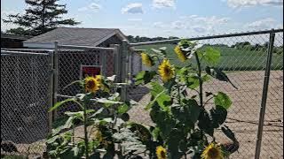 Sunflowers Not Facing Sun?