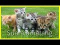 Suara binatang untuk anak-anak