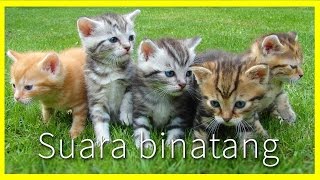 Suara binatang untuk anakanak