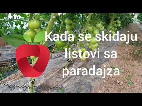 Video: Kako Ubrzati Sazrijevanje Rajčice I Zaštititi Ih Od Kasne Bolesti
