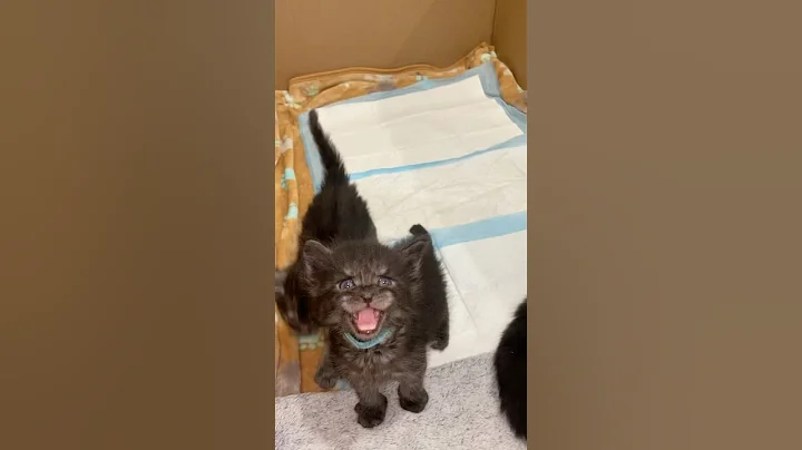 Video 10536011: coon mainecoon kitten cat, mains coon cat mainecoon, mainecoon kitten meow cat, mainecoon cat kitten cute