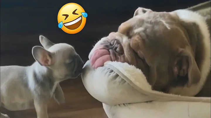 Video 8350541: best pet compilation, compilations funny pets, laugh funny pets, cute pets, funny cat