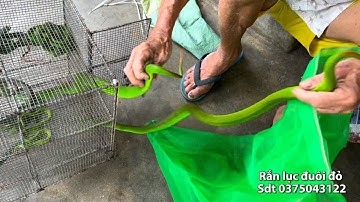 Nghề bắt rắn lục đuôi đỏ cực độc bằng tay ko cần trình độ chỉ cần trời độ liều mạng là lụm tiền p2