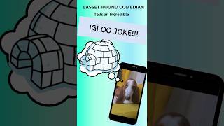Incredible IGLOO joke told by Basset Hound comedian!   #bassethound #dog #jokes
