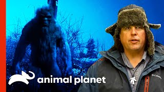 Bigfoot Expert Talks About Several Sasquatch Sightings | Finding Bigfoot