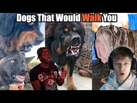 Dogs That Will Send You to DOG Backwards.. Casual Geographic Reaction