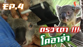 เรื่องข้างหาง ep4 : ตรวจตา !!! โคอาล่า