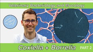 Coxiella, Borrelia and Bartonella (Part 2) - Veterinary Bacteriology and Mycology