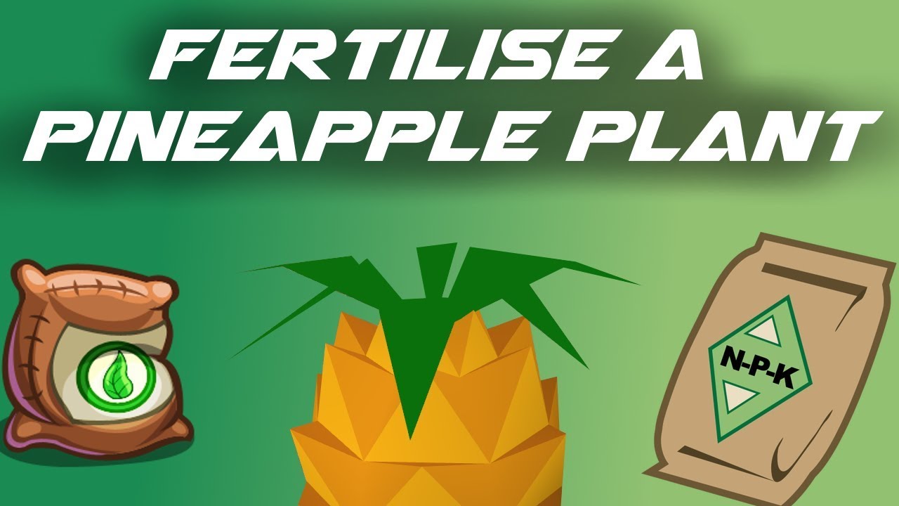How to fertilise a Pineapple Plant YouTube