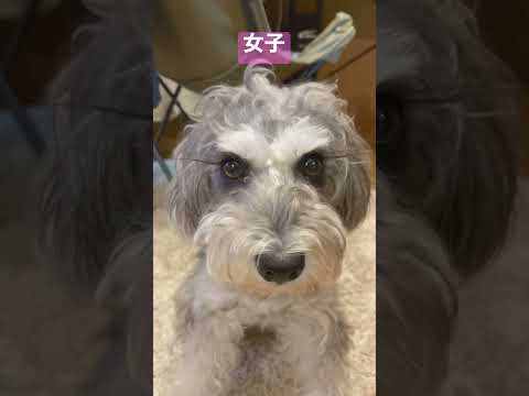 ひたすらかわいい犬に見つめられたいあなたへ【癒し動画】【ミニチュアシュナウザー】