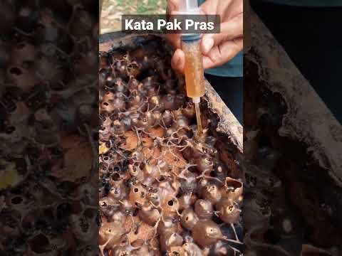 Video: Waktu Panen Tarragon - Pelajari Cara Memanen Tarragon Segar