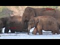 drinking elephants with babies  from the lake view #wild #srilanka #elephants