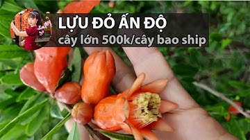 Lựu đỏ ấn độ cây giống tốt. Ms Ngân 0386569374