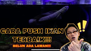 CARA PUSH IKAN DENGAN CARA TERBAIK‼️ #channayellowsentarum  #channamaru #channaasiatica