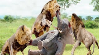 Lion Attack Baby Elephant Lost From Herd | Angry mother elephant attacks Lion to the end