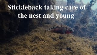 Stickleback taking care of the nest and young.