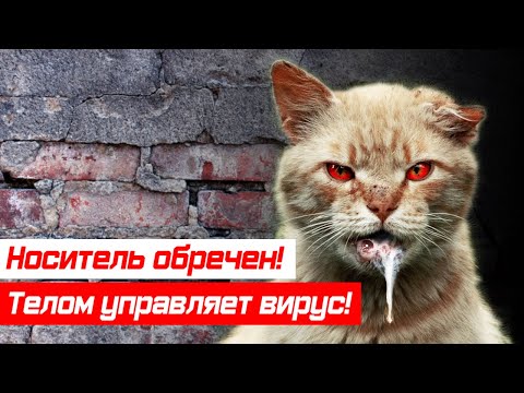 Бешенство! Подборка заразных животных