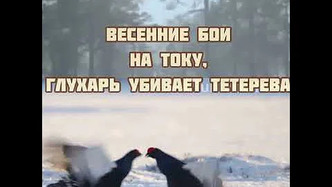 Глухарь (межняк) убивает тетерева на весеннем току 😲🤷🏻‍♂️😱 capercaillie vs black grouse