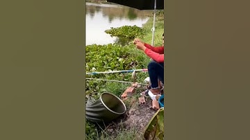 shorts |câu cá chép #câu_dạo_tv #câu_cá_chép