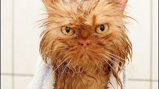 Cats hate to have bath😆😂 by Cute Pet 72 views 3 years ago 1 minute, 3 seconds