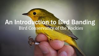 Introduction to Bird Banding