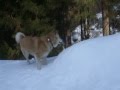 雪解けの崖っぷちは・・怖い～♪(Hokkaido Dog) の動画、YouTube動画。