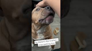 When Your Dog Is Just A Big Baby