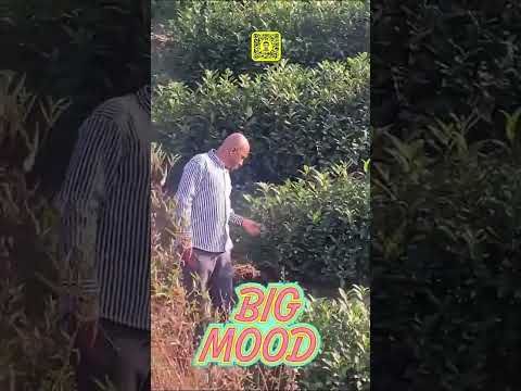 مزارع الشاهي الابيض في الصين شركة شبية الريح الصينية شاهي