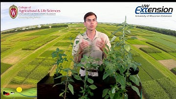 Identifying Palmer Amaranth and Waterhemp in Wisconsin Using Vegetative Characteristics