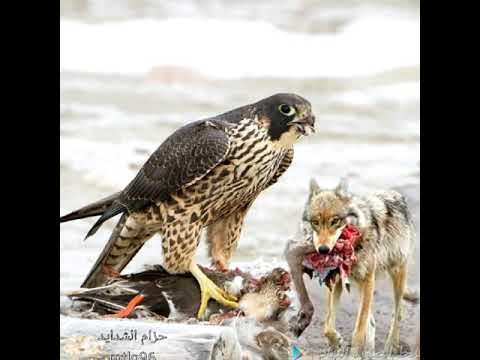 يرزقني الي يرزق الذيب والطير 