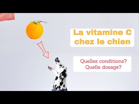 Vidéo: Vitamine C et chiens