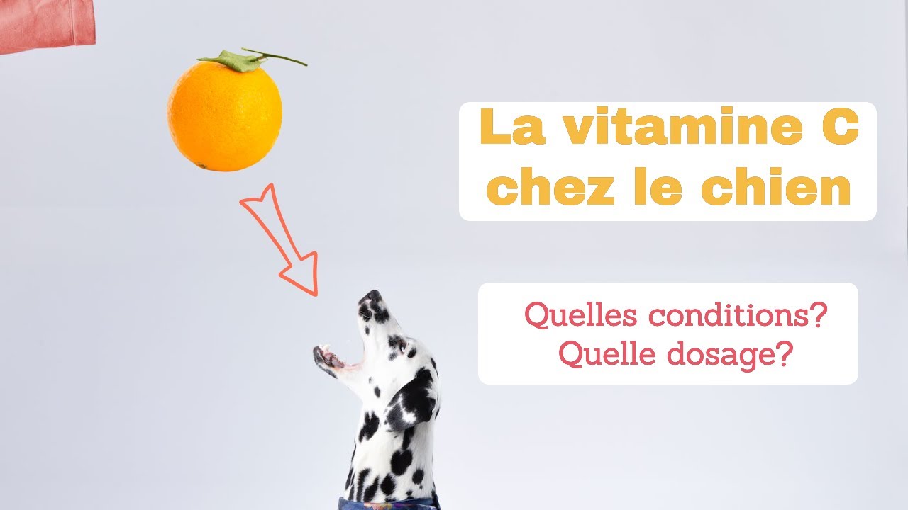 Cures de vitamine C : pour les animaux aussi ! 