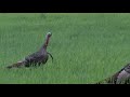 Tn eastern turkey hunt  john cassimus