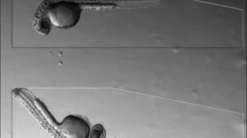 Pisces: zebrafish development first three days