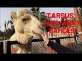 Tarsus Hayvanat Bahçesini Gezdim