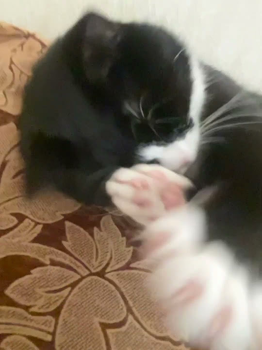 #котики #кот #милашка - YouTube