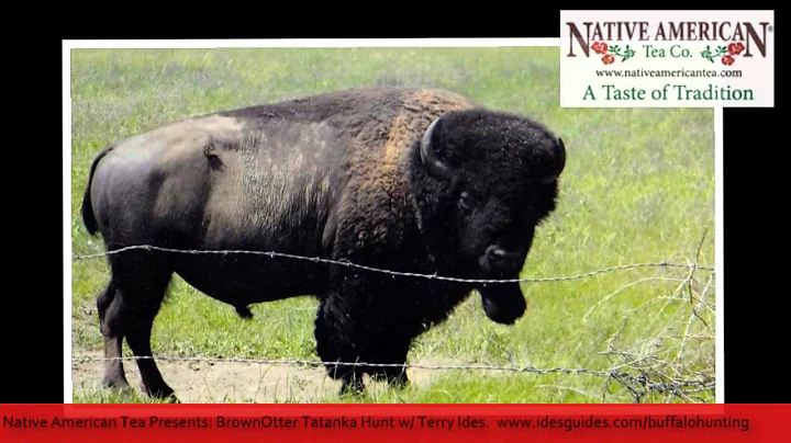 South Dakota Buffalo Hunt Interview with Guide Terry Ides - Part 2: 3000lb Bull and Tax Deduction