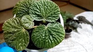 видео: Посмотрите, кто попался в руки. Перевожу бегонии на фитиль. картинка: Посмотрите, кто попался в руки. Перевожу бегонии на фитиль.