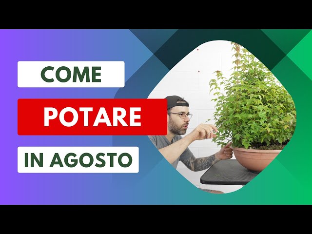 Come potare i bonsai, tutti i segreti - Villegiardini