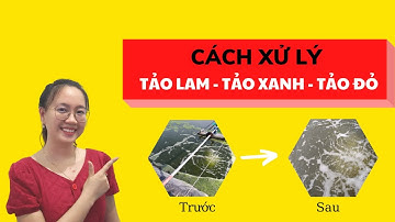 Cách Cắt Tảo Lam, Tảo Xanh Trong Ao Đang Có Tôm | Phan Diệu Nguyên